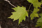 Sugar maple